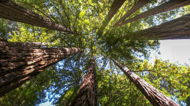 How Our Tree Care Process Works  in  Fellsburg, PA