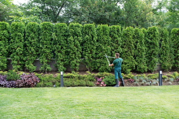 Best Organic Lawn Care Solutions  in Fellsburg, PA